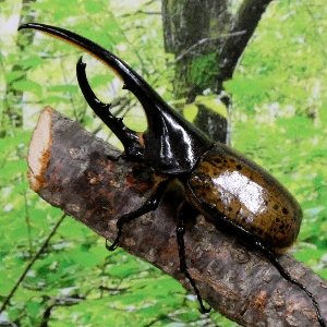 赤城自然園　夏休みカブトムシ・クワガタムシ展 2026【無料】
